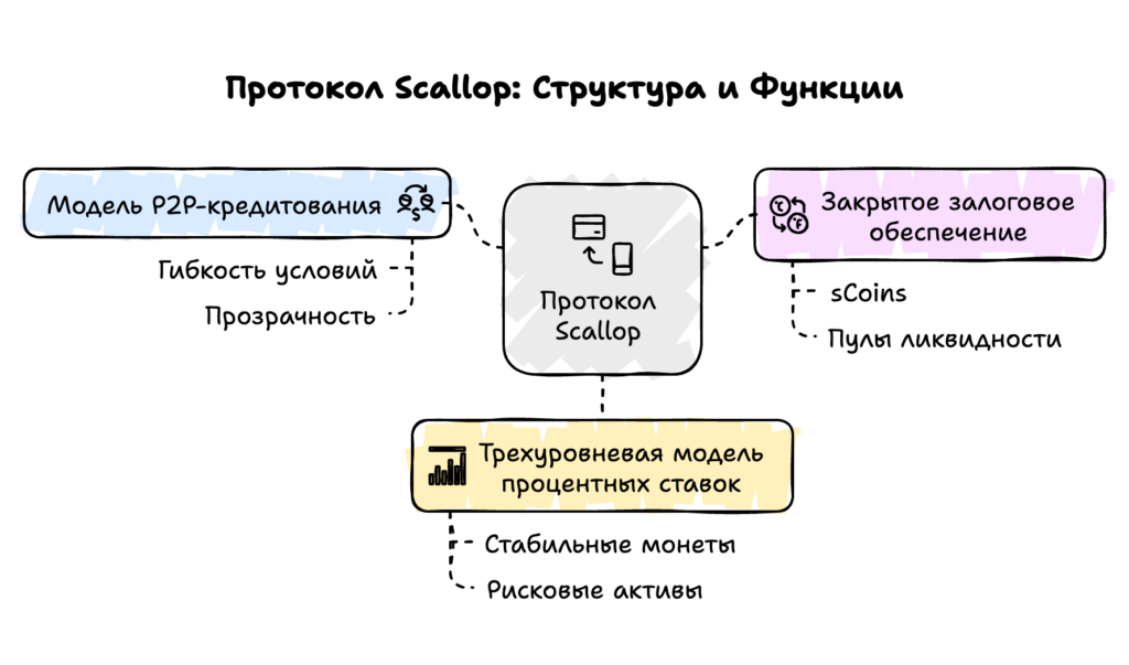 Scallop структура и функции
